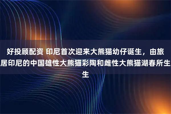 好投顾配资 印尼首次迎来大熊猫幼仔诞生，由旅居印尼的中国雄性大熊猫彩陶和雌性大熊猫湖春所生