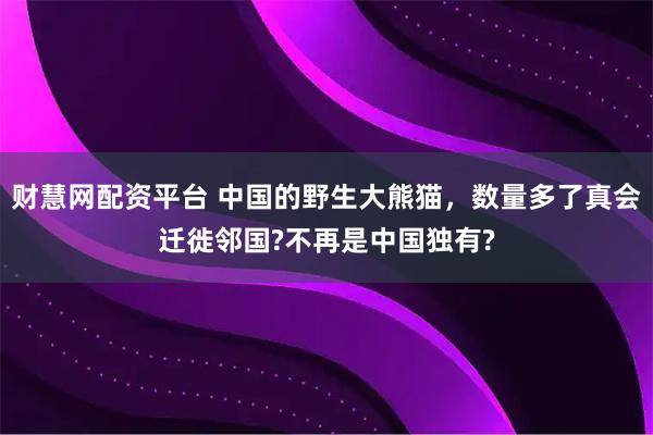 财慧网配资平台 中国的野生大熊猫,数量多了真会迁徙邻国?不再是中国独有?